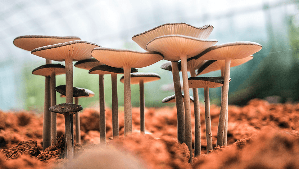 The Good Shroom Co reports 600% year-over-year revenue growth
