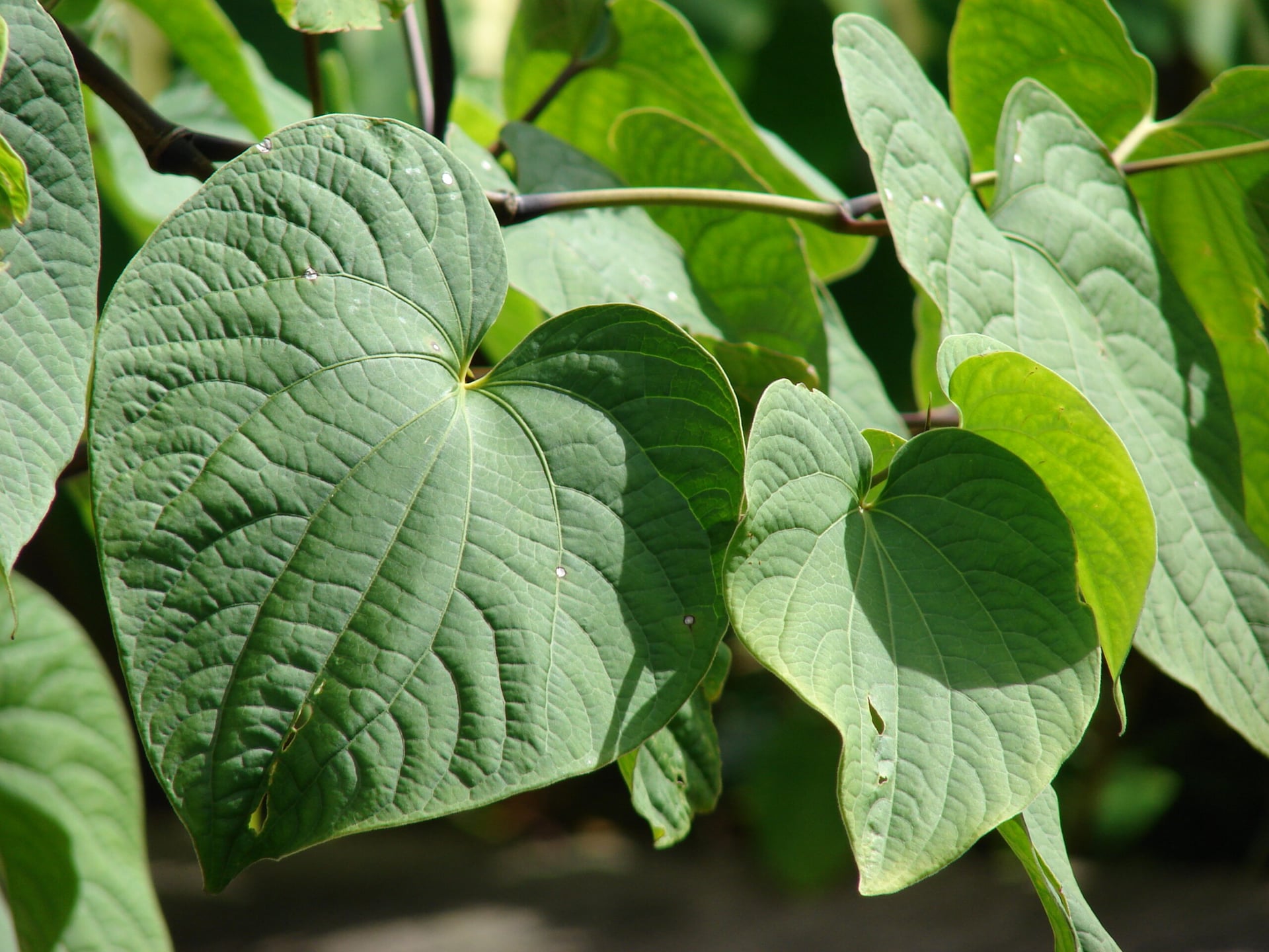 Non-psychedelic psychotropic kava could help with depression and anxiety Gb Sciences