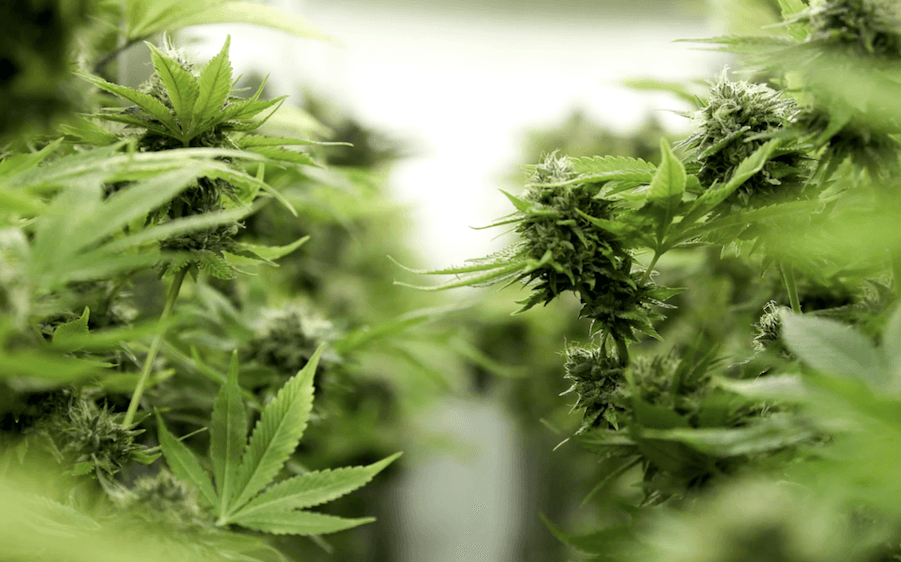 Avant Brands K1 acquires The Flowr Group (Okanagan)