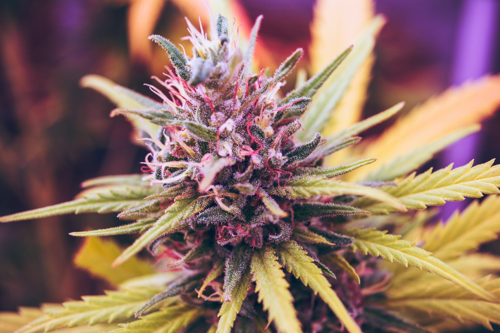 Illinois launches the Cannabis Research Institute in Chicago