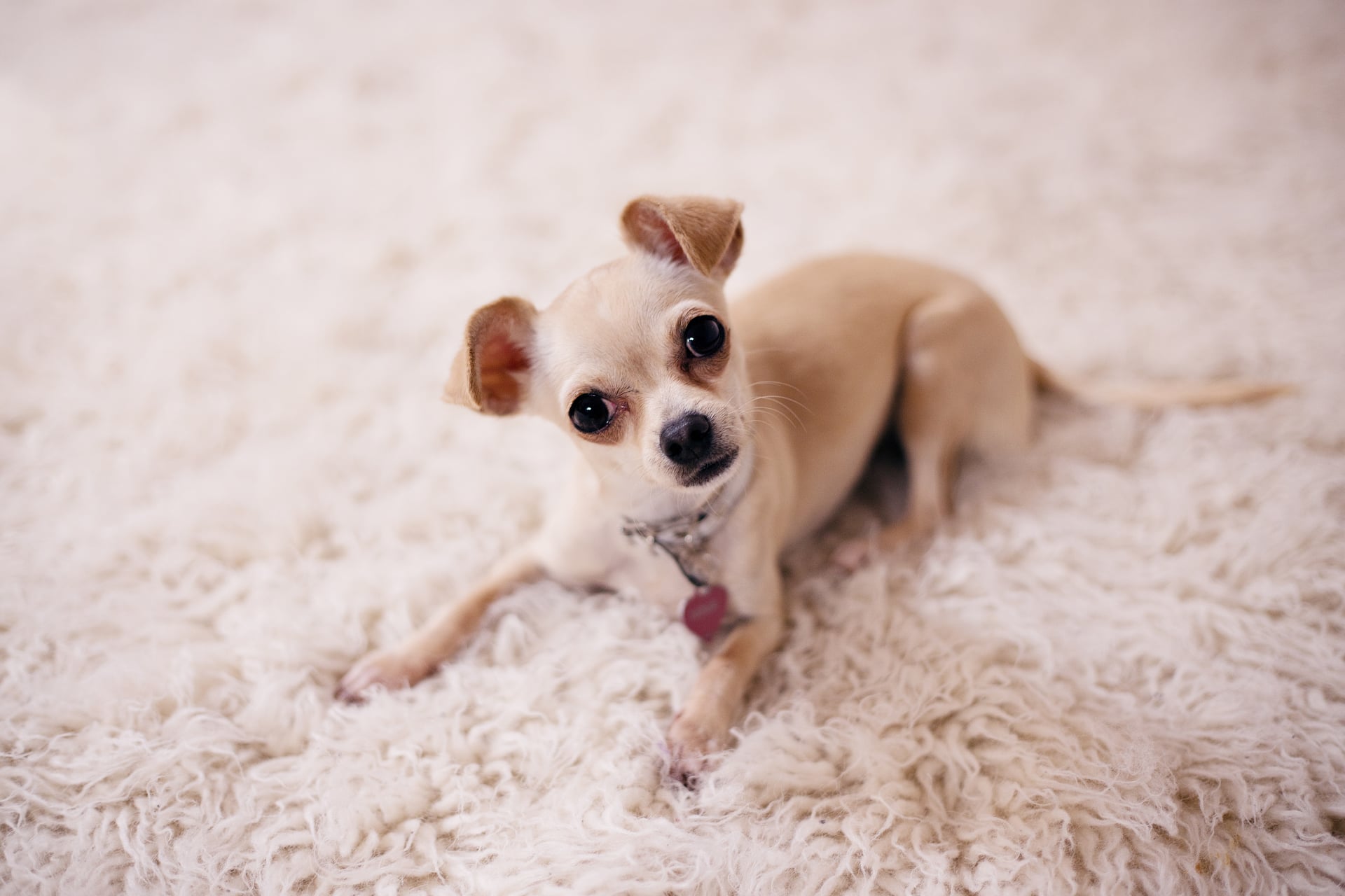 CBD reduces stress and anxiety in dogs study