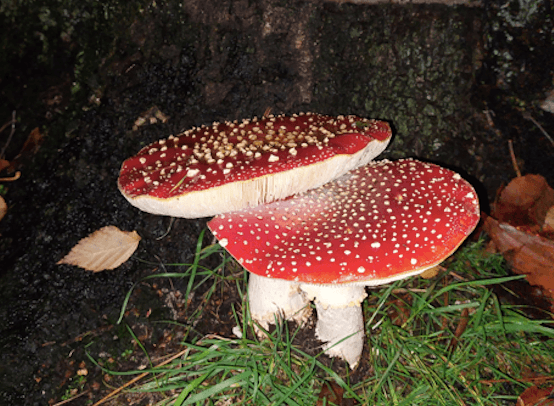 Toronto's Psyched Wellness formulates the first commercial Amanita Muscaria extract