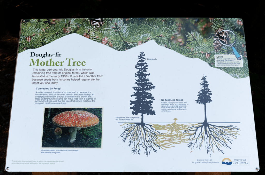 Toronto's Psyched Wellness formulates the first commercial Amanita Muscaria extract