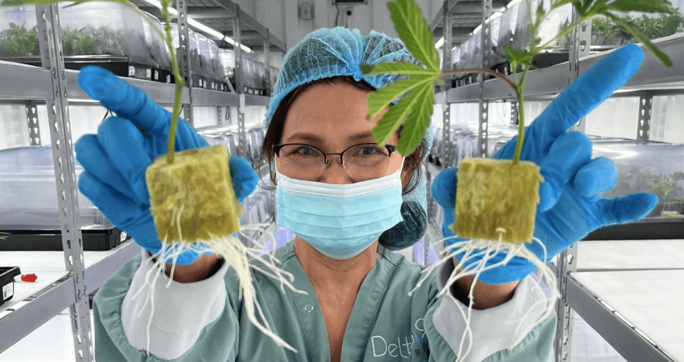 Delta 9 Cannabis completes first international pot shipment down under