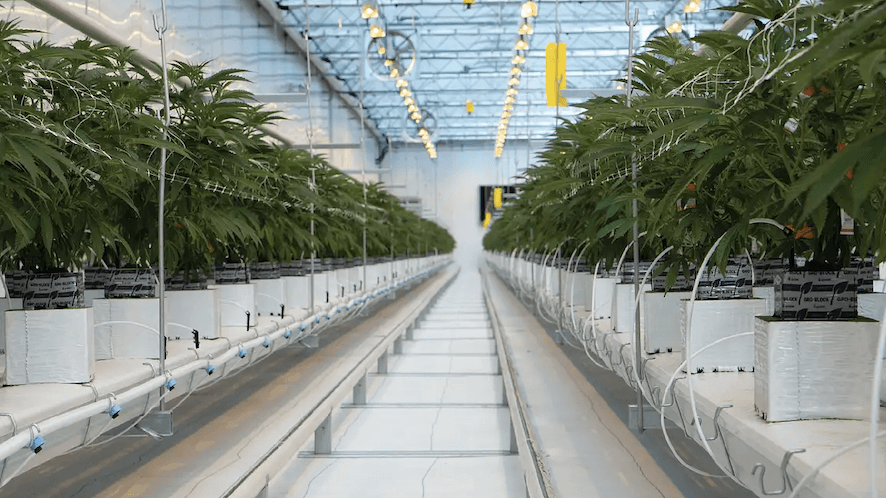 Greenway receives Health Canada approval to expand its cultivation space by 300%