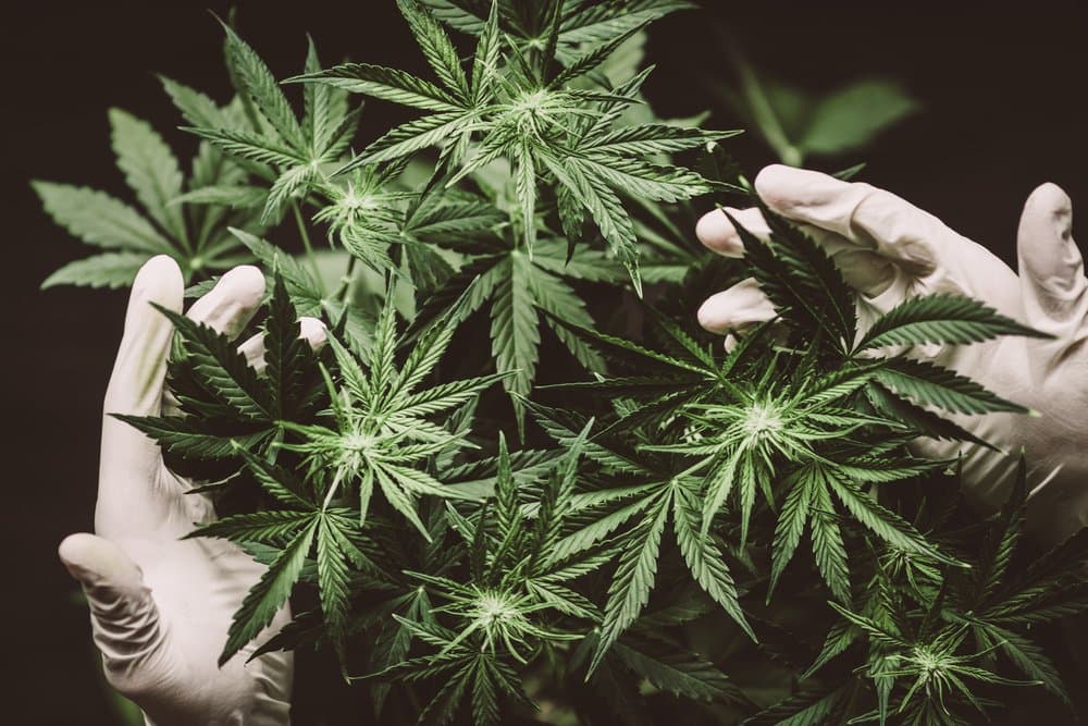 Curaleaf Holdings acquires medical cannabis firm Deseret Wellness for US$20M