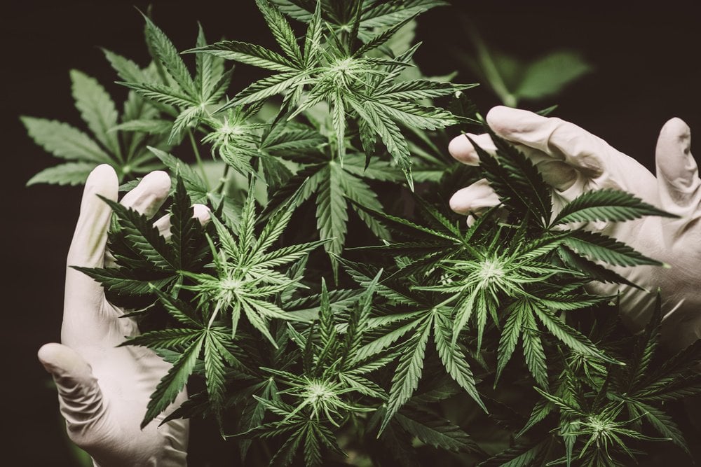 Curaleaf Holdings acquires Utah medical cannabis supplier for US$20M