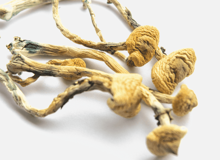 Optimi Health secures MDMA and psilocybin distribution agreement in Australia