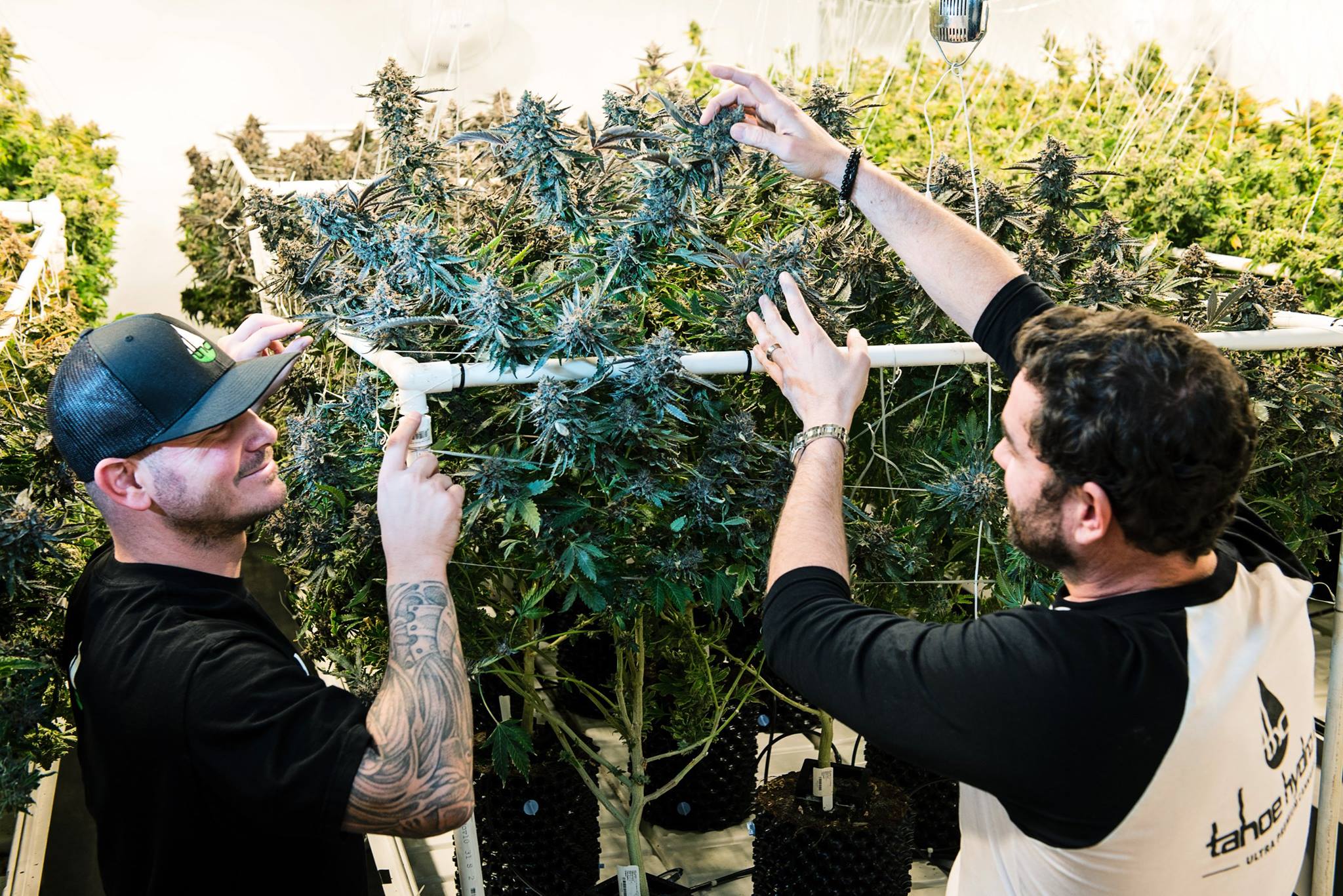 Ayr Wellness completes acquisition of Nevada's Tahoe Hydroponics for US$1.5M