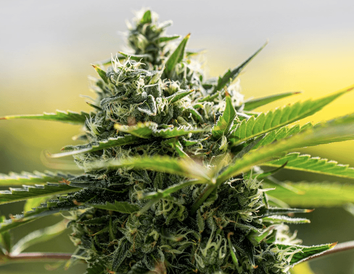 Tilray Medical acquires distribution partnership in Czech Republic