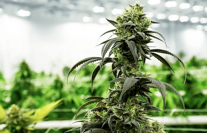 iAnthus starts adult use sales in Atlantic City, expands medical operations in NJ