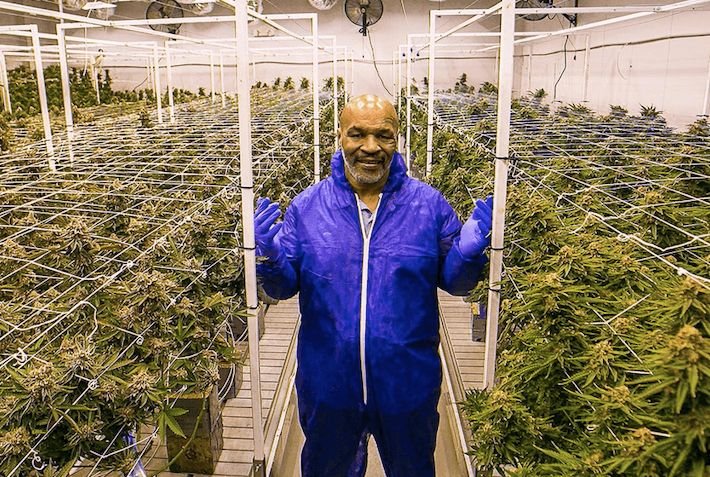 InterCure to distribute Mike Tyson's cannabis internationally