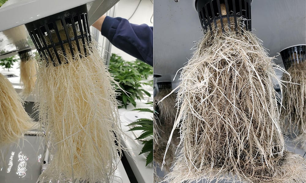 UBC Okanagan researchers isolate genome of fungus devastating Kootenays cultivation facility