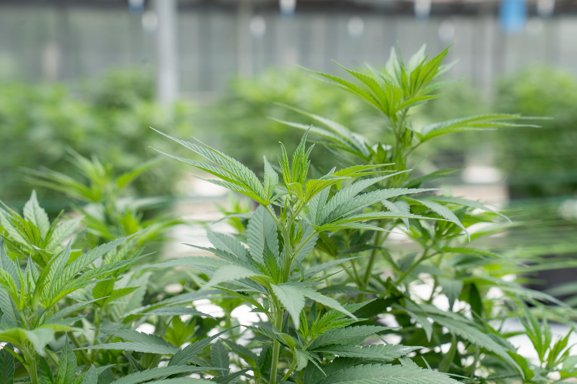 B.C. provides additional $2.3M to support Indigenous participation in the cannabis sector