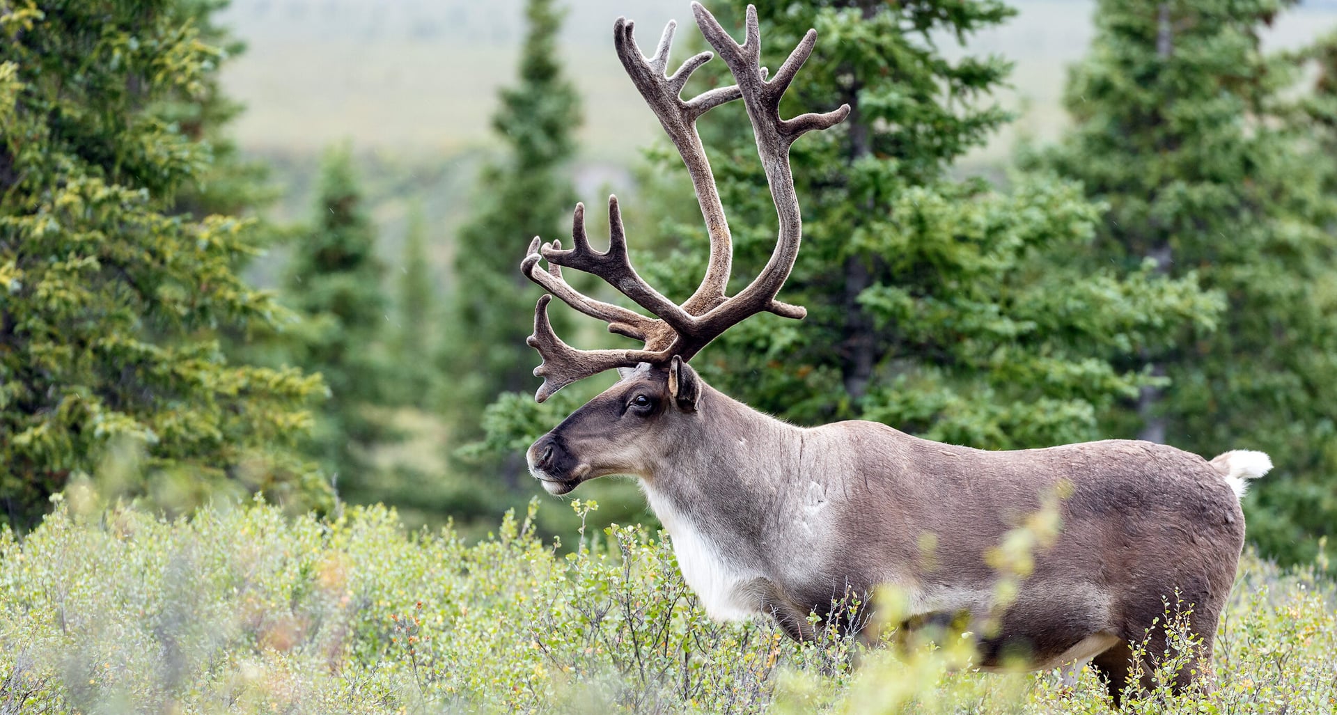 Artemis Gold, governments and First Nations secure land for Caribou preservation in central B.C.