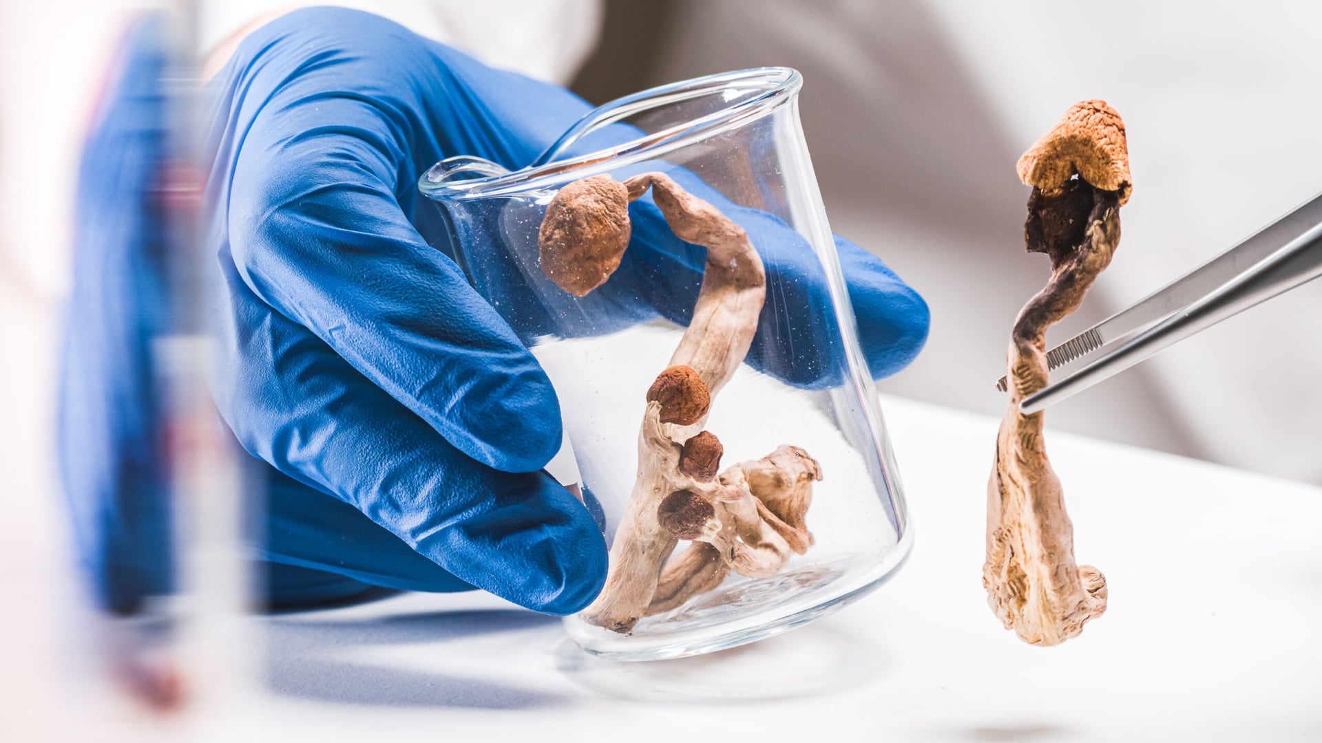 MGC Pharma gets permission from Slovenian health authorities to research psilocybin