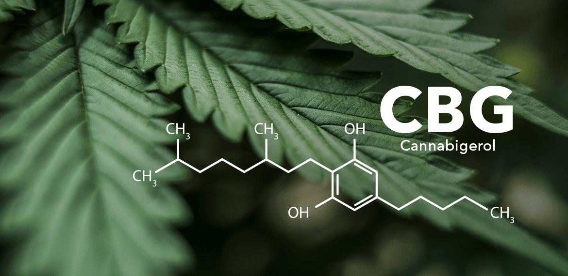 CBG cannabinoid market to be worth US$52.5B more by 2033: Fact.MR