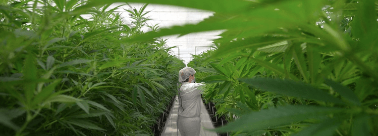 Clever Leaves gets Brazilian GMP certification for its cannabis