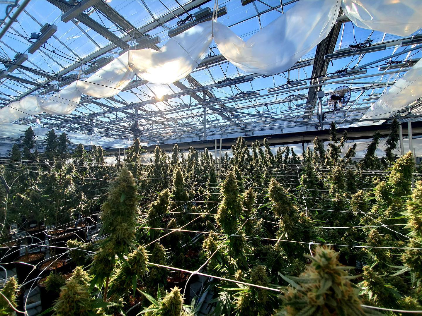 Curaleaf Holdings reports Q1 results, decreases net losses by 378%