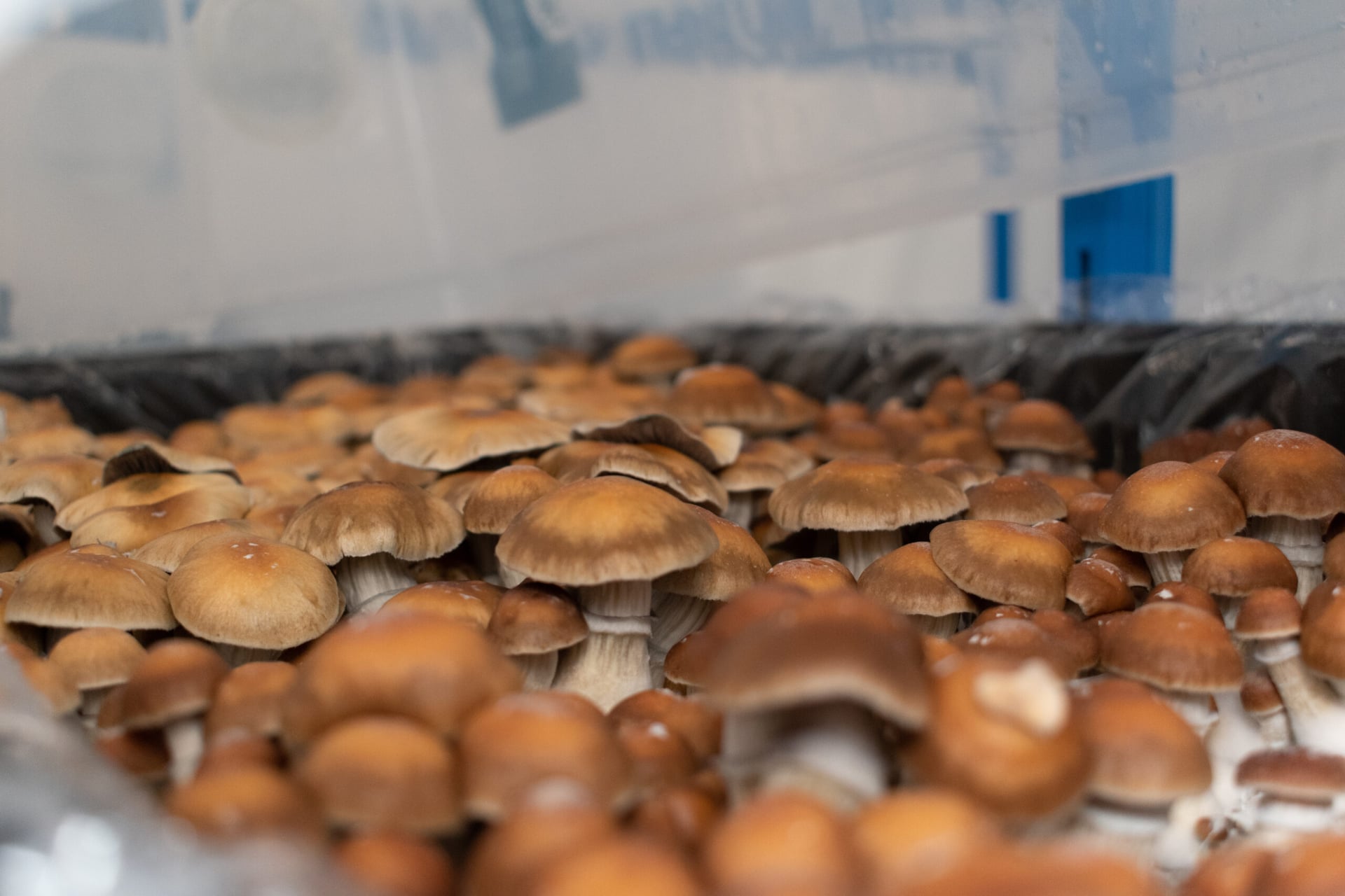 Kaya Group to sell psychedelic mushroom chocolates in Jamaica