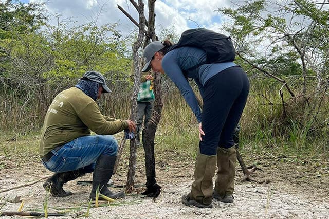 Huawei's AI platform helps jaguar conservation in Yucatan jungle