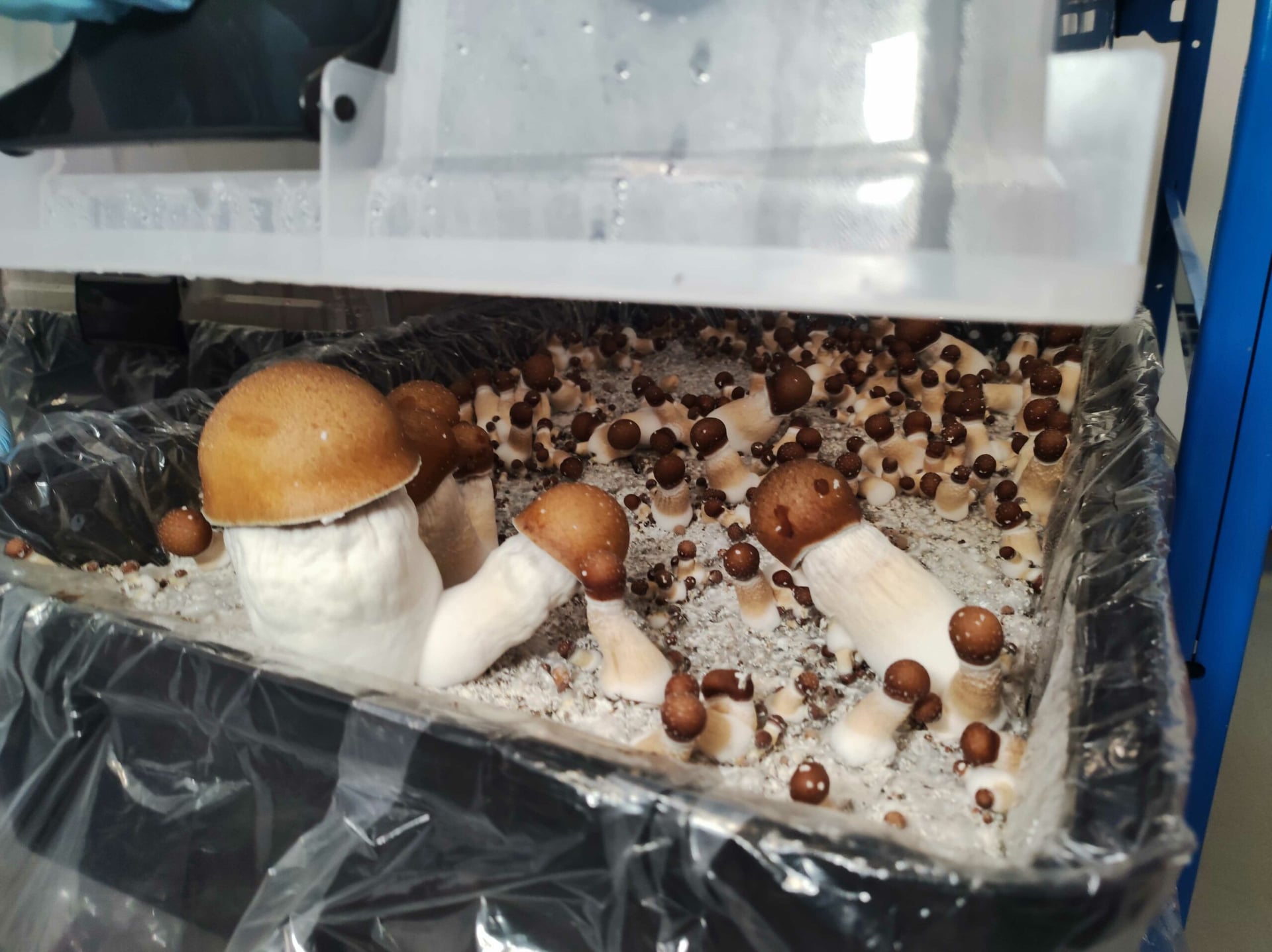 Mind Medicine Australia to supply medical psilocybin and MDMA at no cost for clinical trials