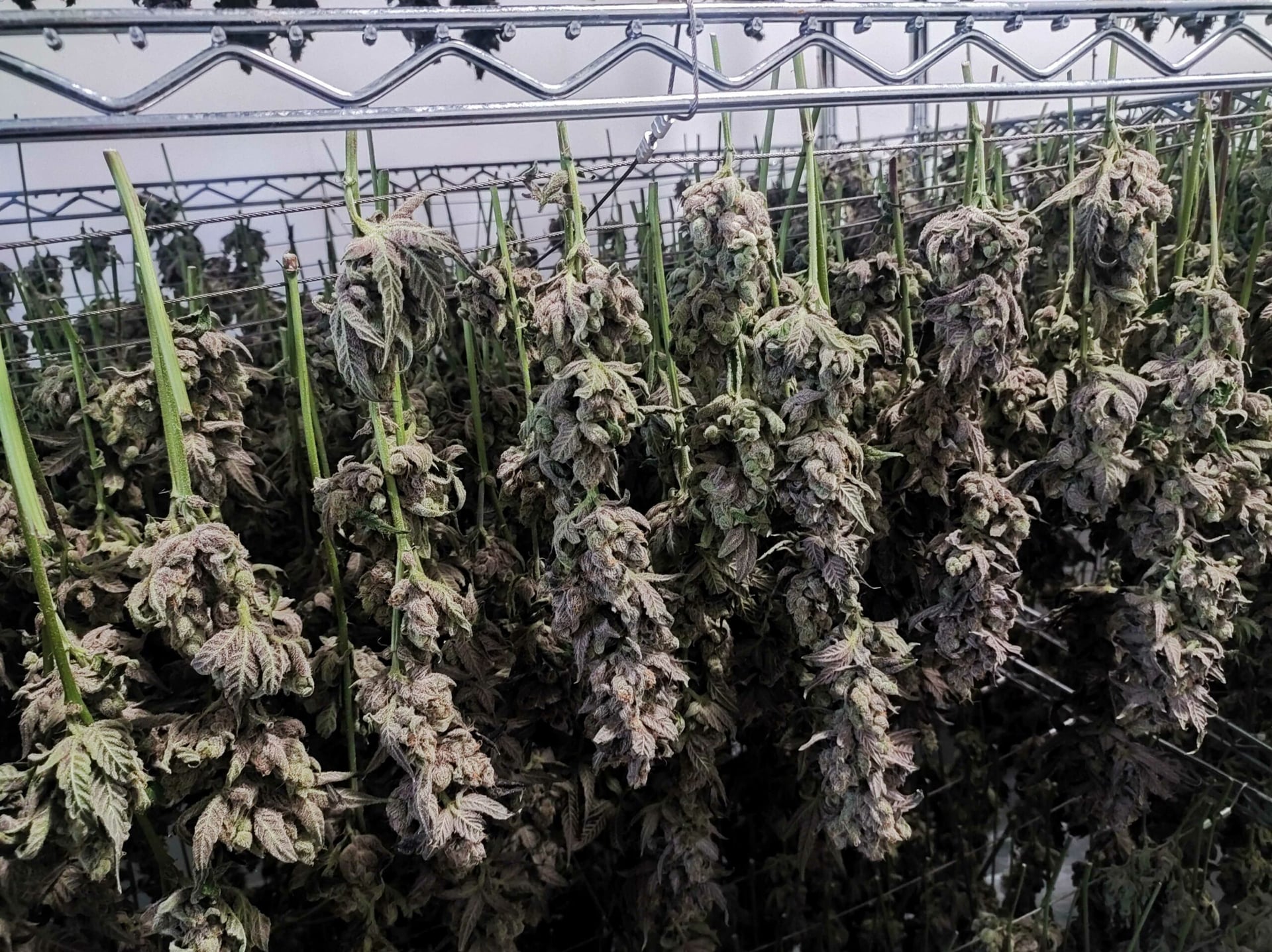 No significant increase in high-risk use of cannabis after legalization