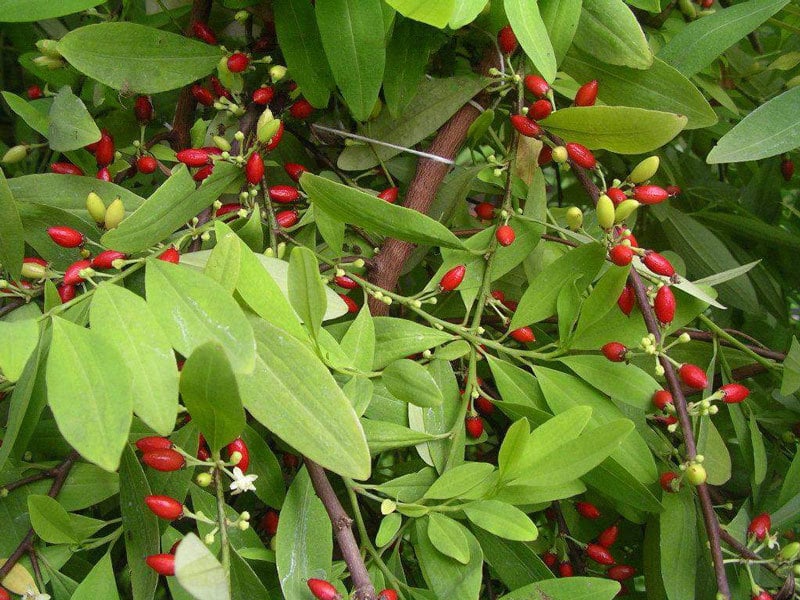 Power Leaves ships first export of cocaine-free coca extract for product testing