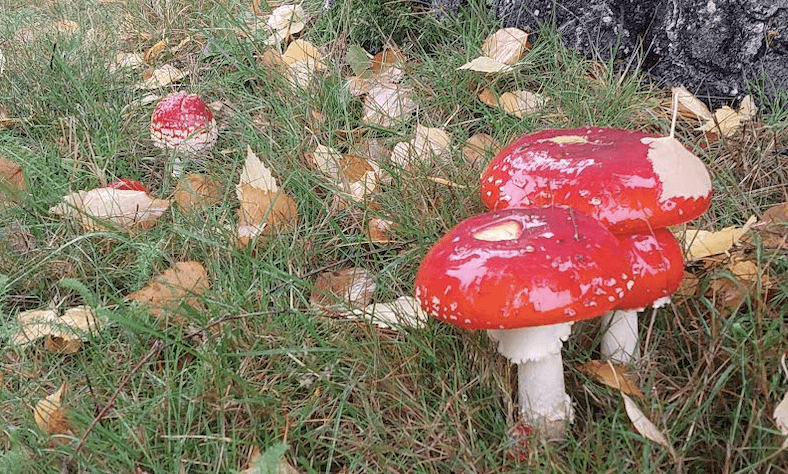 Psyched Wellness Amanita muscaria extract shows potential for brain health improvement