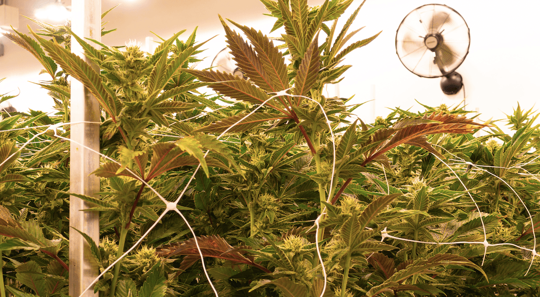 CBD cocrystal variation superior to CBD in treating some mental illnesses: Artelo Biosciences
