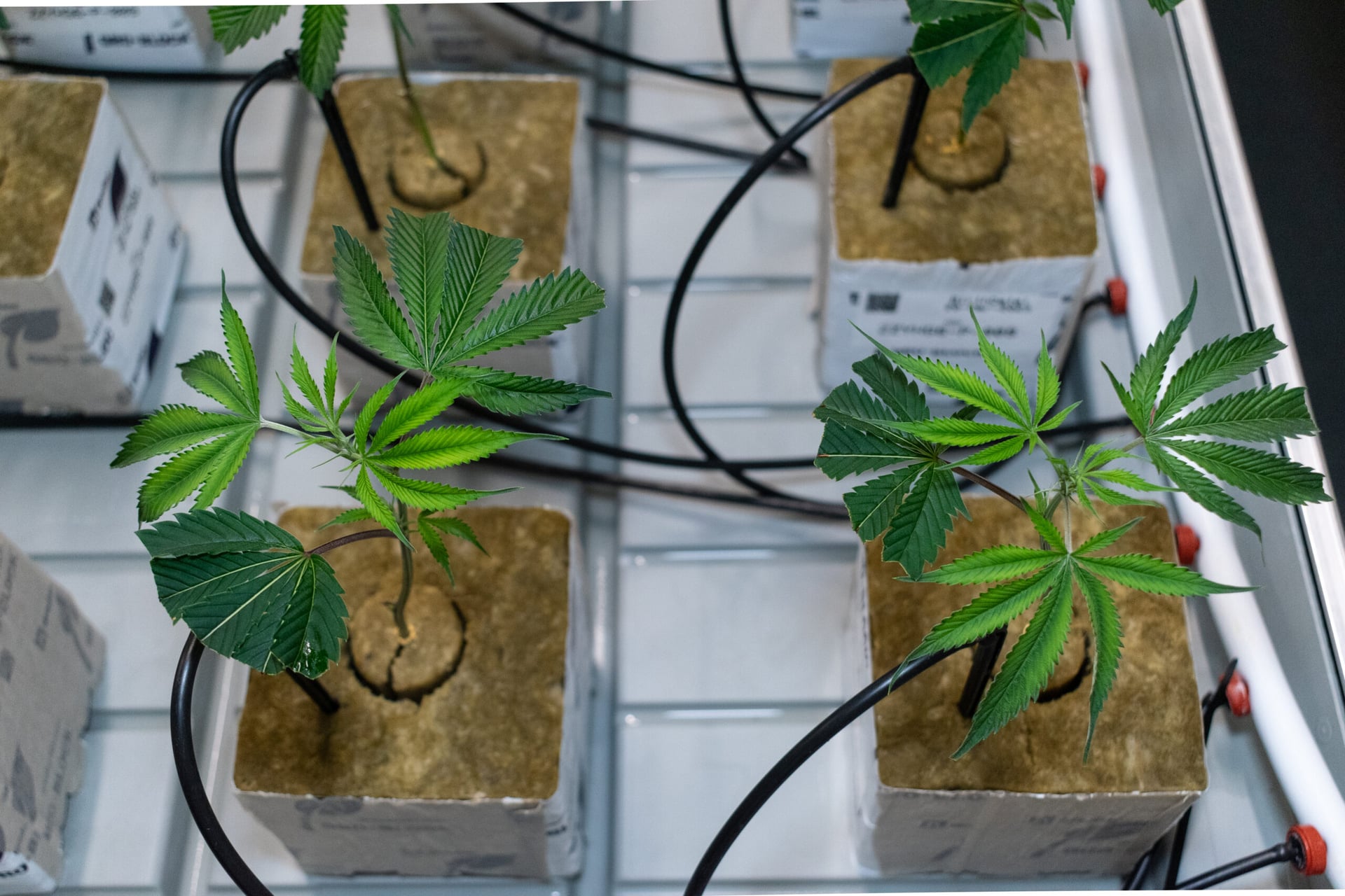 Canadian cannabis industry sees 157% sales growth over three years, despite slowing pace and market challenges3.jpg