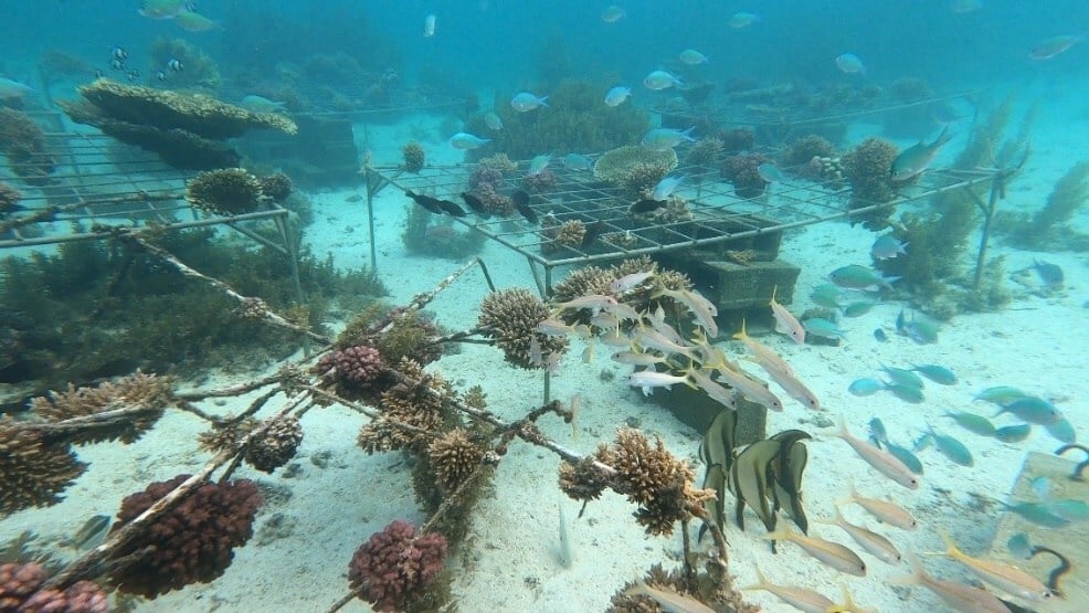 Huawei's Tech4Nature initiative launches new phase to boost coral reef conservation using AI