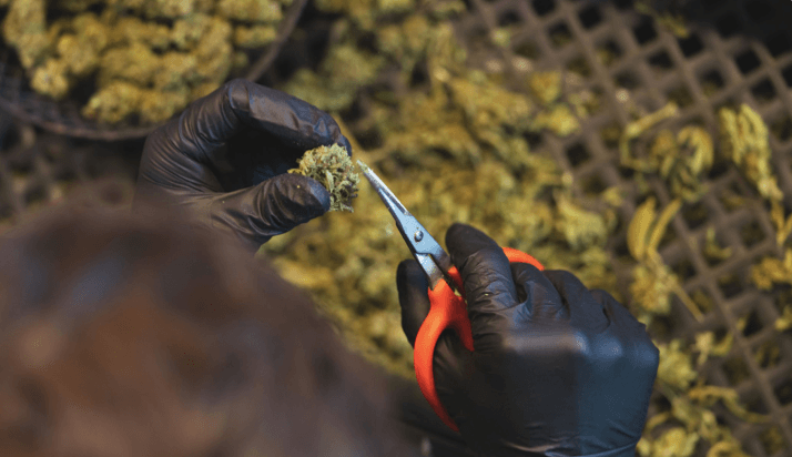 Less than 25% of American cannabis businesses were profitable in Q4, 2022: Whitney Economics