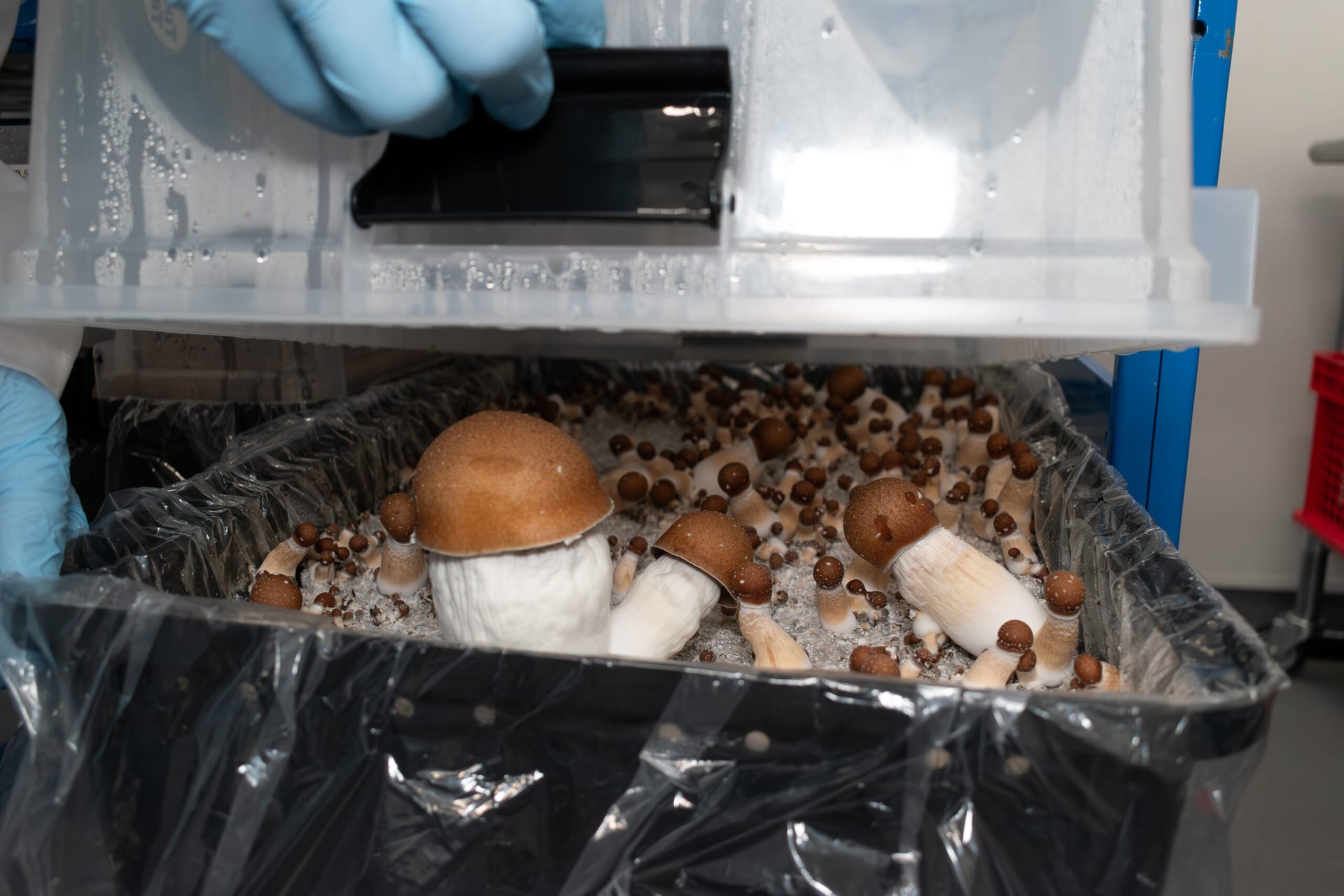 U.S. FDA publishes first draft guidance document for clinical trials involving psychedelics