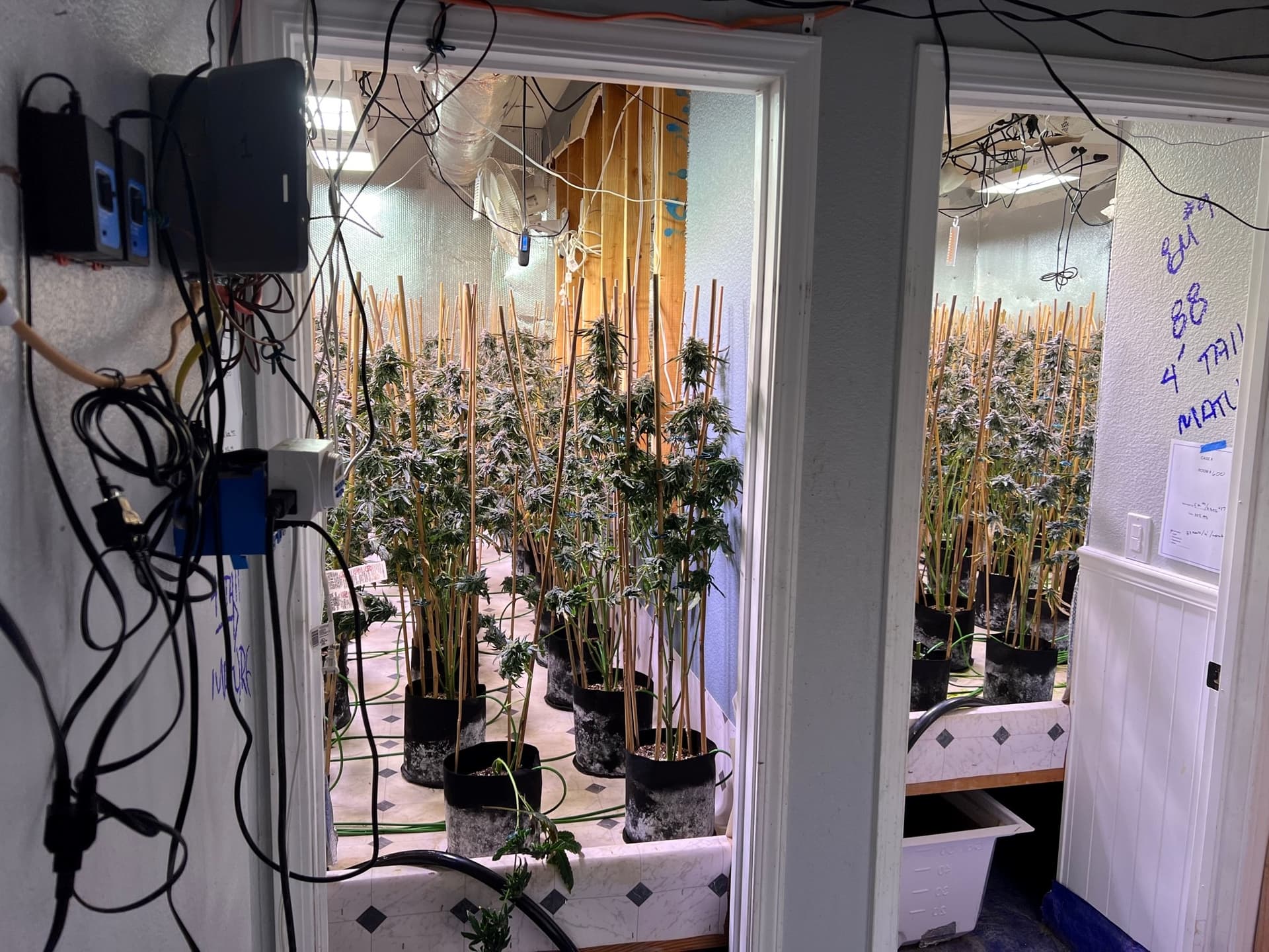 California cracks down on the illicit cannabis market this year