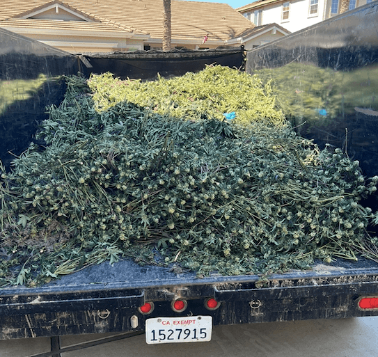 California's Cannabis Enforcement Taskforce cracks down on the illicit market this year