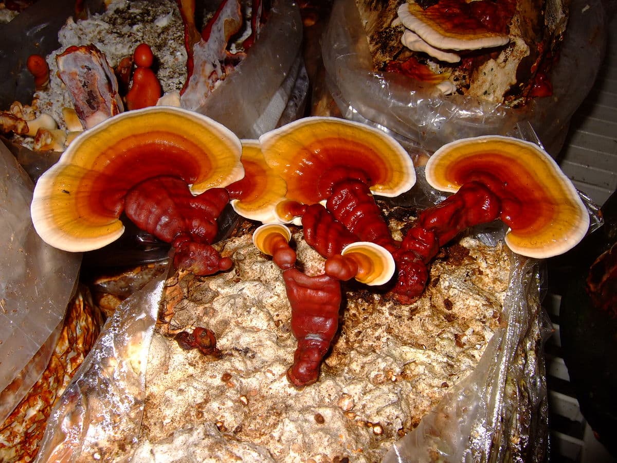 Lucy Scientific Discovery launches sleep aid with Amanita muscaria and Reishi mushrooms