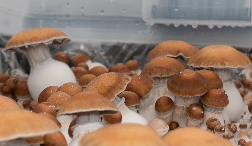 Majority of Americans support regulating psychedelics: UC Berkeley survey