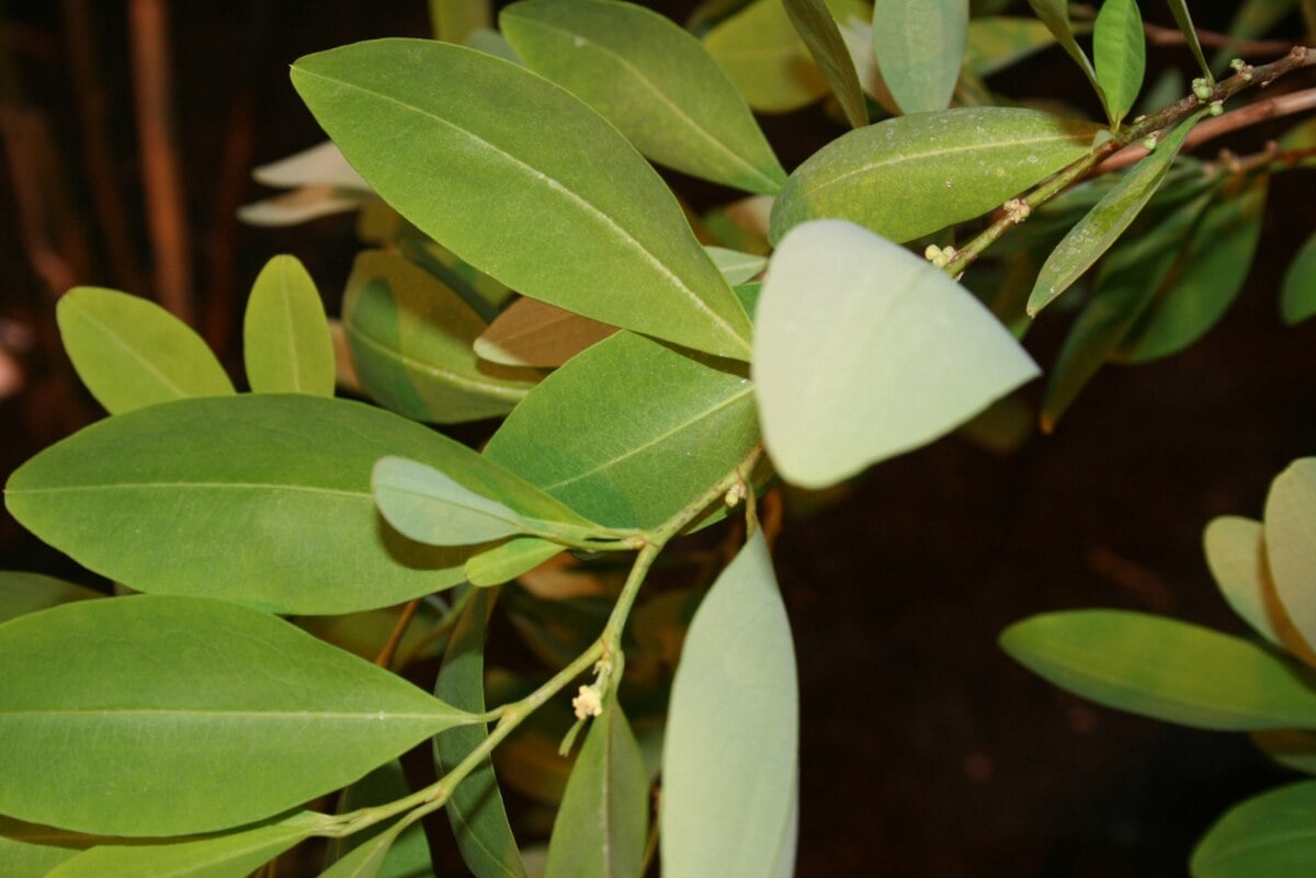 Power Leaves set to sell 'cocaine-free' coca leaf extract in Canada