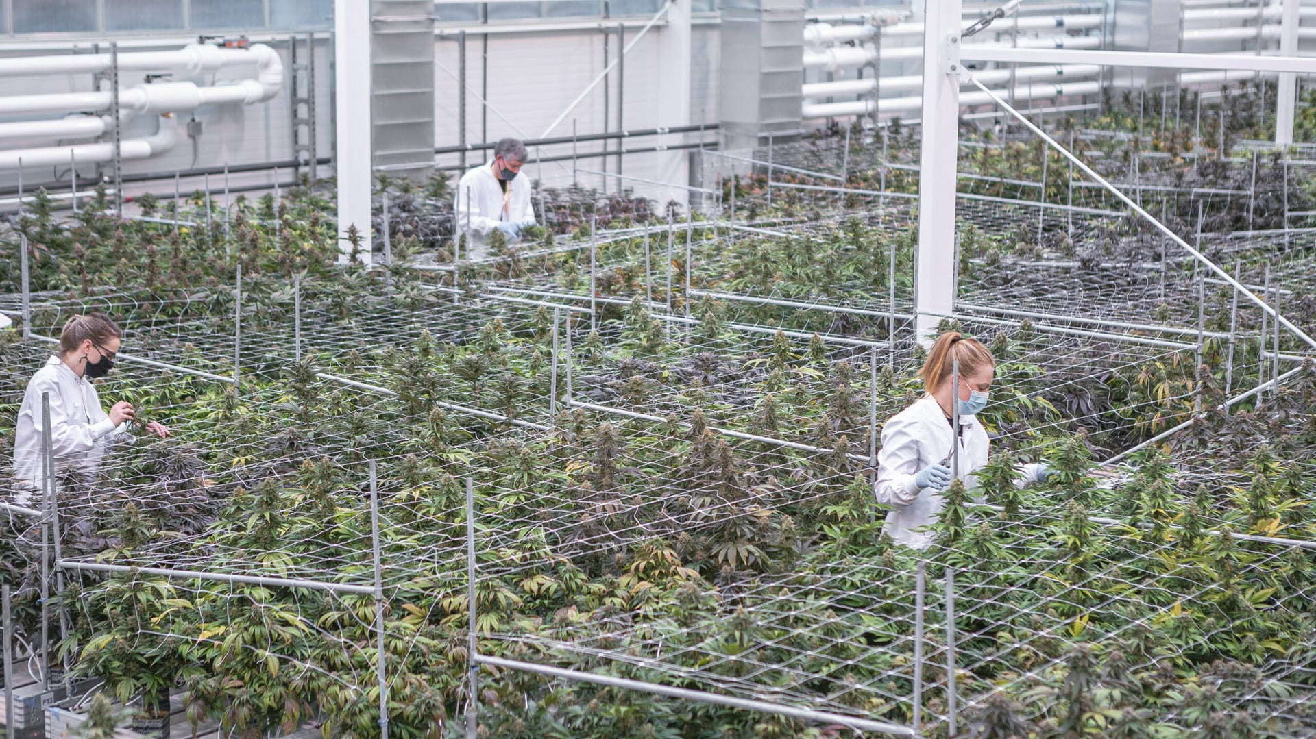 UBC-researchers-receive-grant-for-carbon-friendly-outdoor-cannabis-growing-research