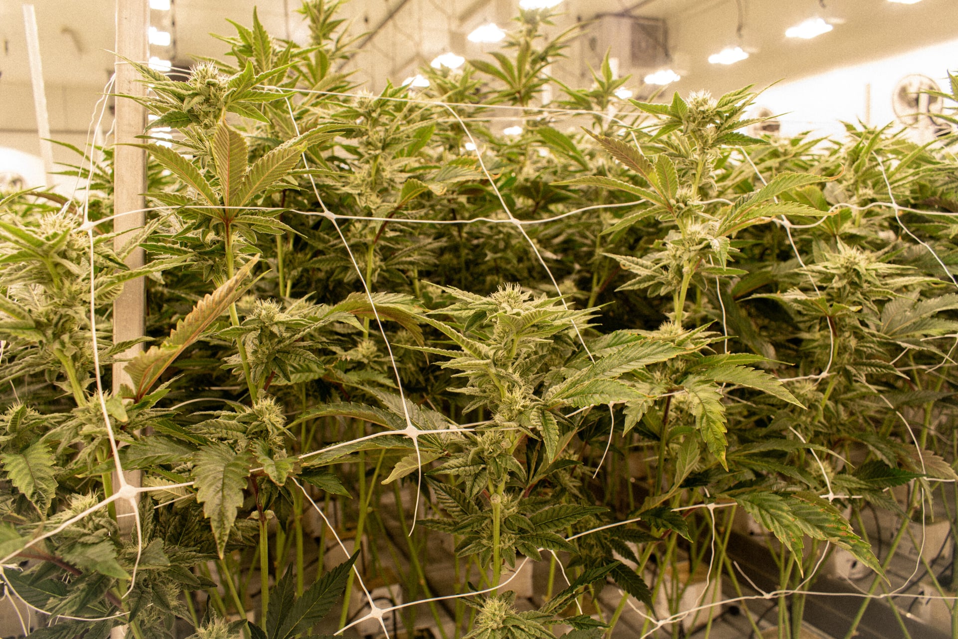 Avextra starts exporting cannabis-based products to Switzerland and Austria
