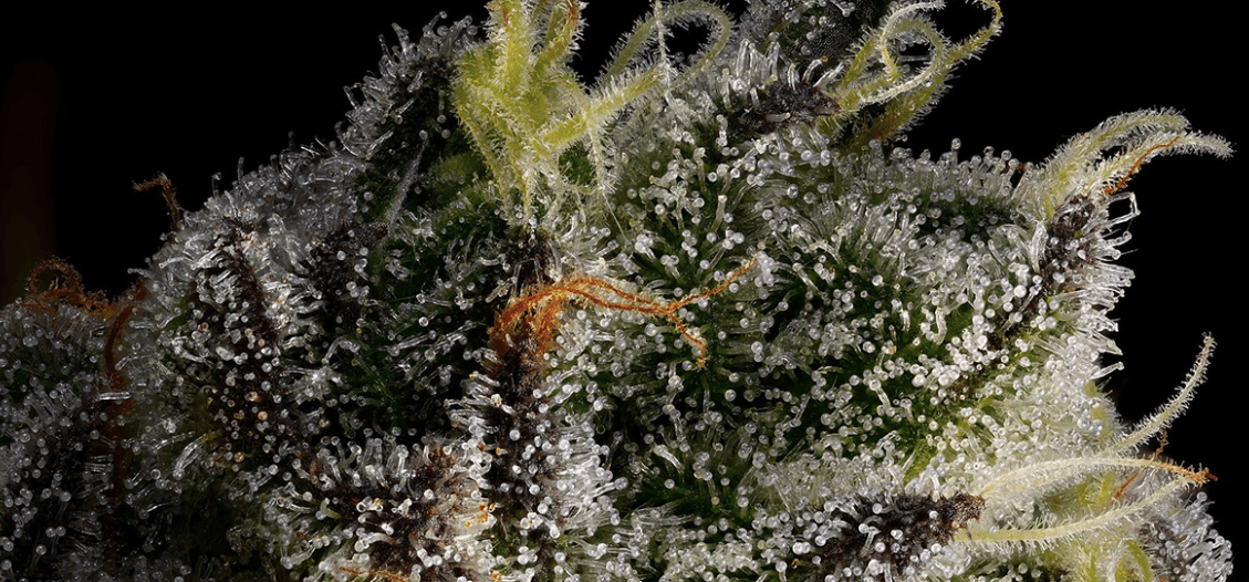 Decibel Cannabis secures 3-year supply agreement with United Kingdom's 4C Labs