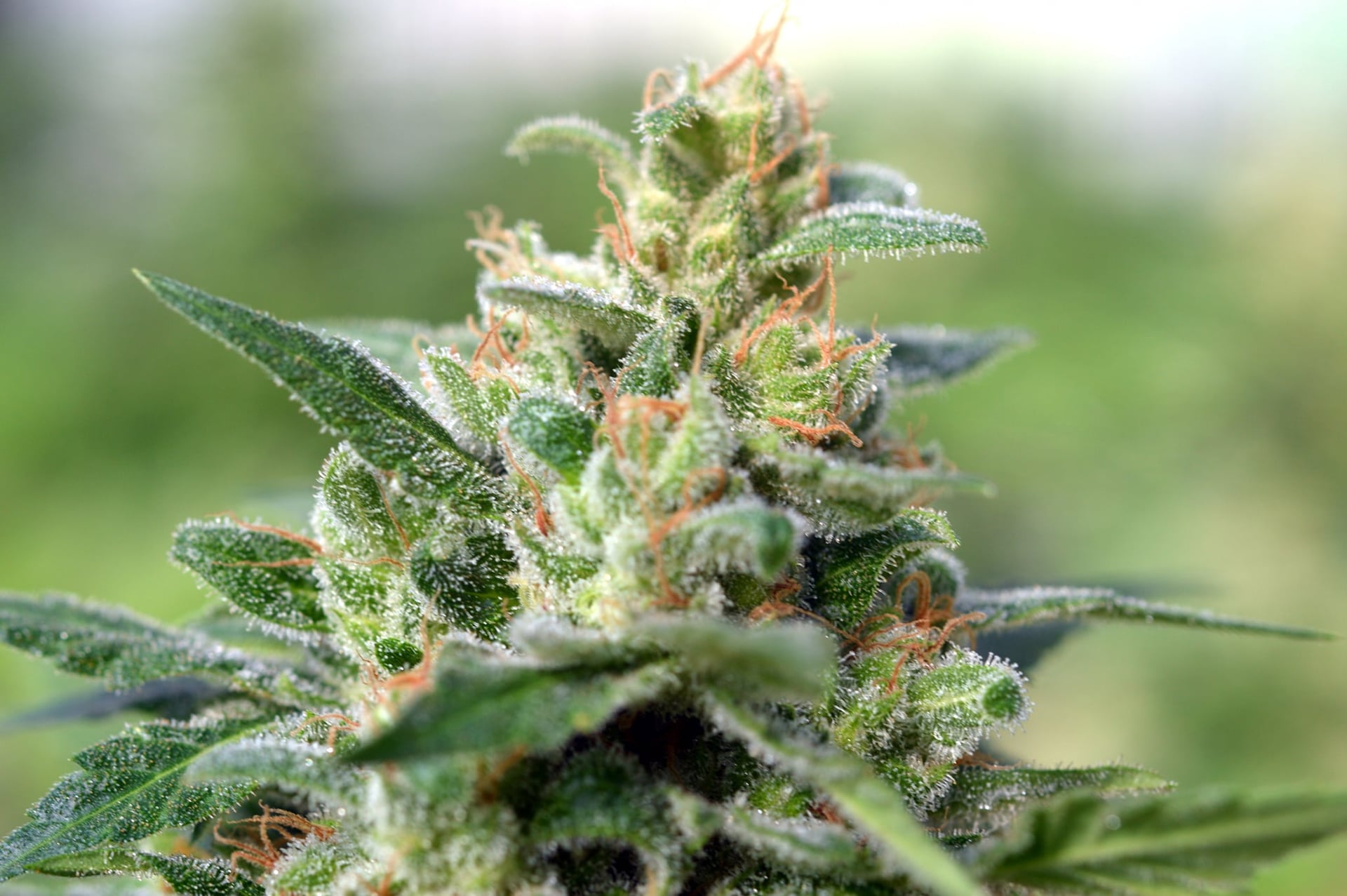 Israel loosens restrictions on medical cannabis, revokes license requirements for patients