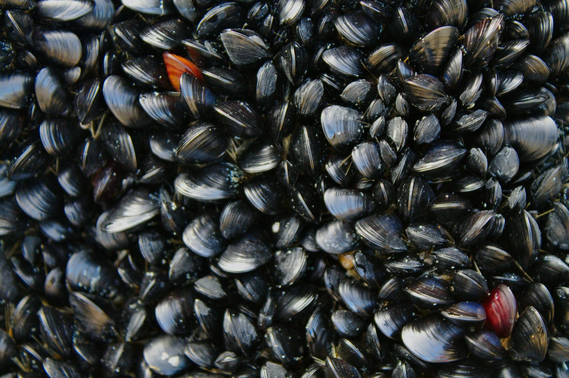 Penn State researchers develop rare earth extraction method inspired by mussels