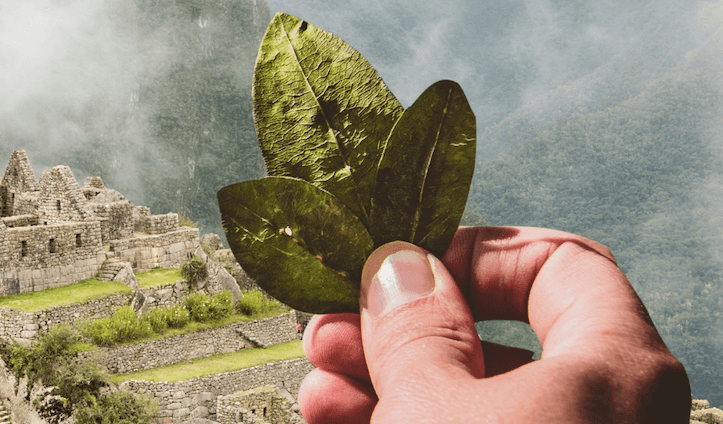 Filament and Jaguar's joint venture Magdalena imports Peruvian coca leaves to Vancouver