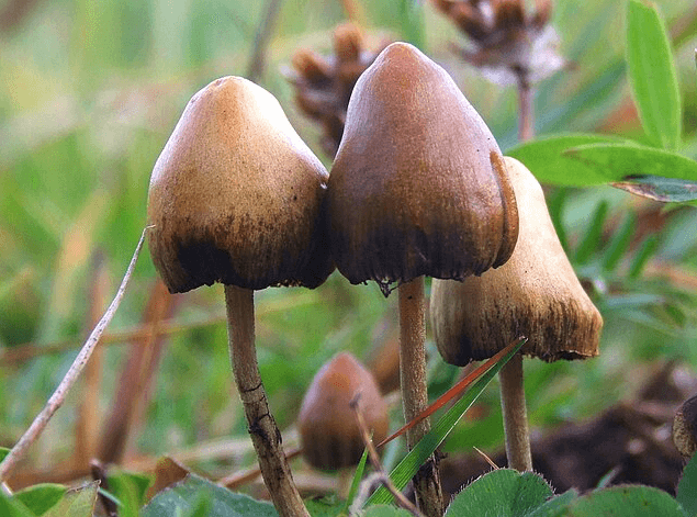Sweden's Norrsken Foundation launches $4.4M psychedelics mental health initiative