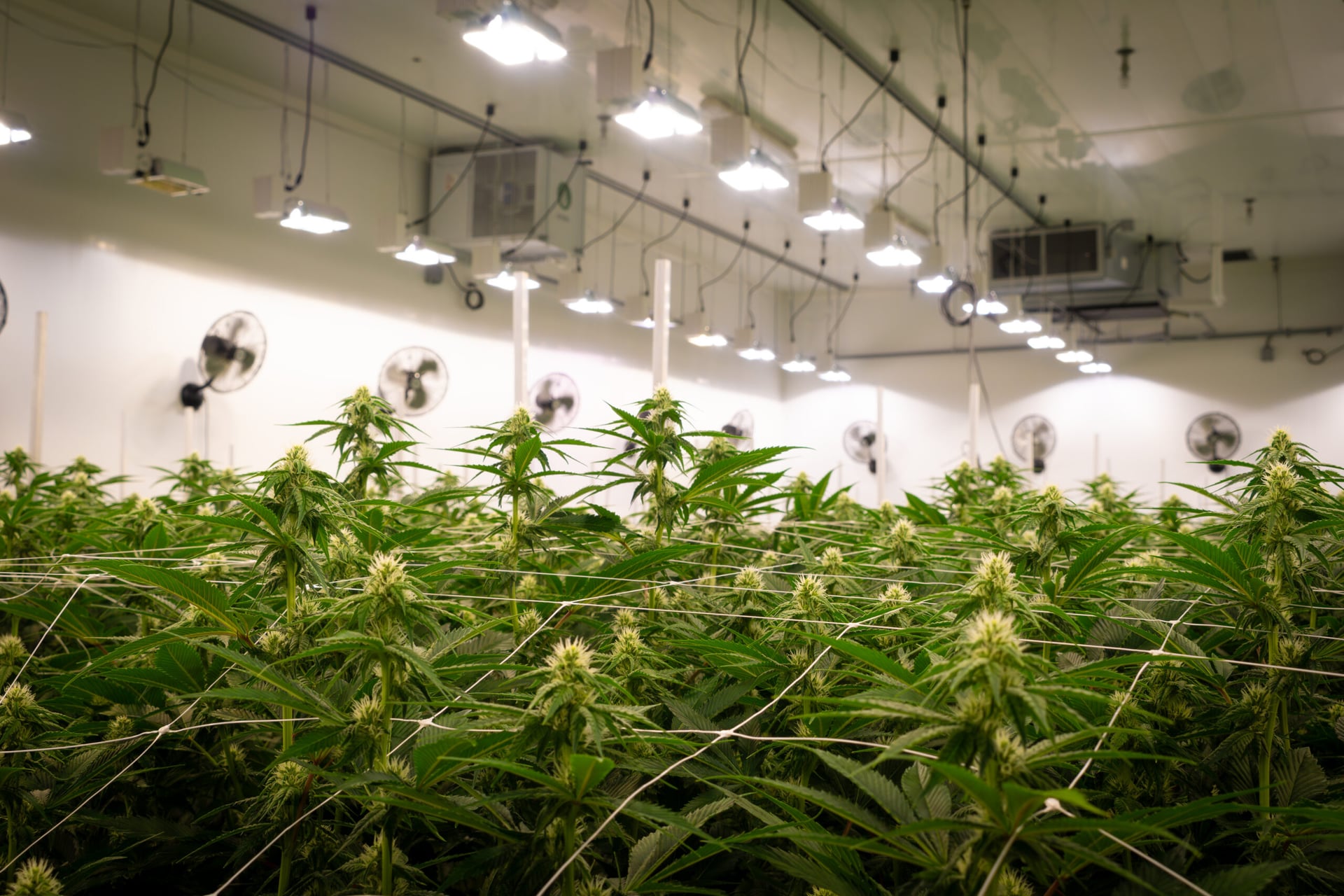 Canada hits 5 years since adult-use legalization as producers struggle to turn a profit
