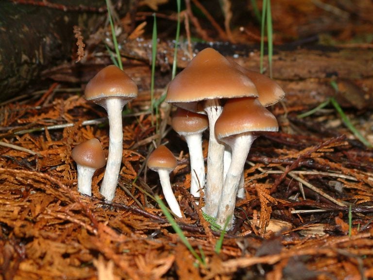 Australia imports psychedelics from PharmAla Biotech, first to be used outside of clinical trials