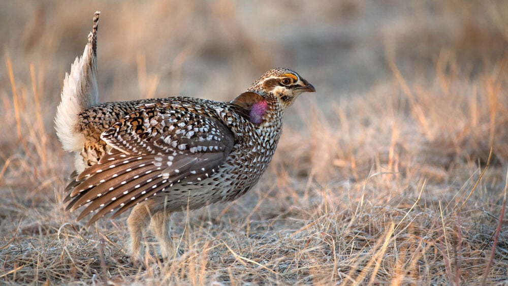 Nevada Gold Mines reintroduces displaced wild grouse to Nevada