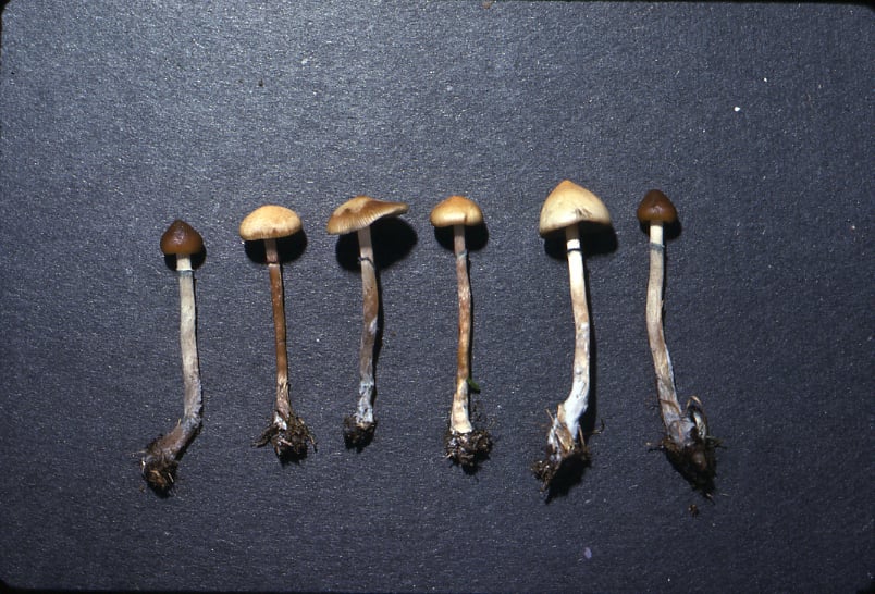 DEA sharply increases quantities of cannabis and psychedelics allocated for 2024 research